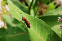 3 méthodes pour aider les insectes en ville